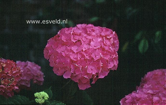 Hydrangea macrophylla 'Violetta'