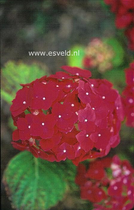 Hydrangea macrophylla 'Westfalen'