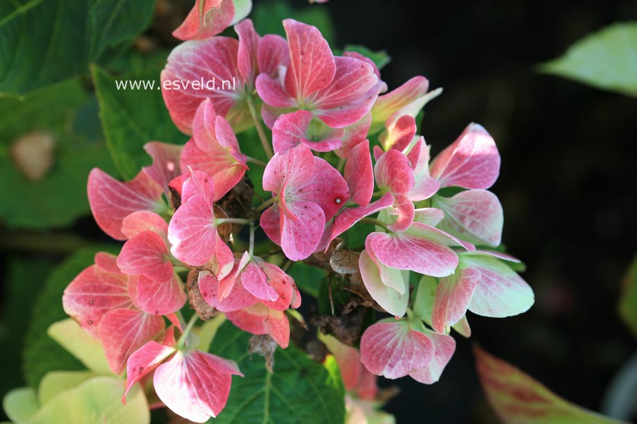 Hydrangea macrophylla 'White Spirit'