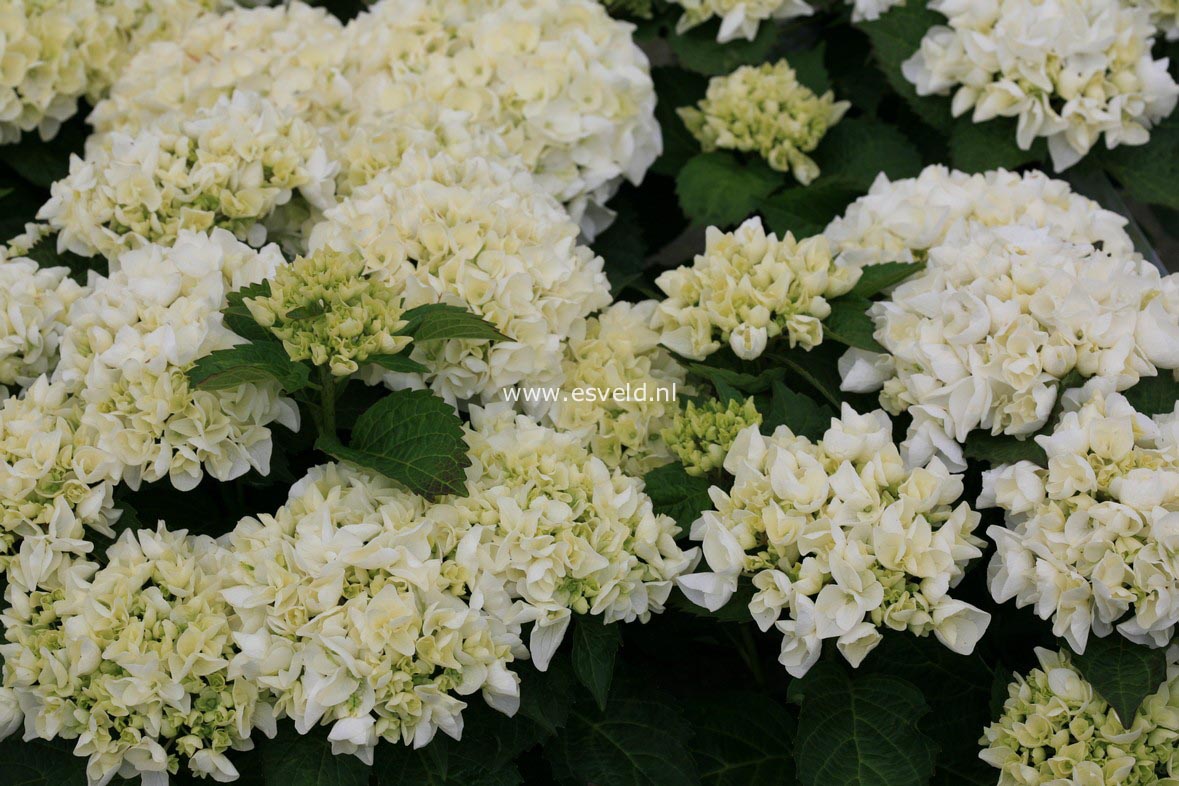 Hydrangea macrophylla 'Wudu'