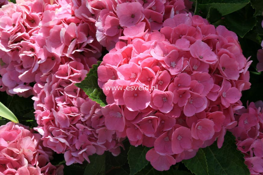 Hydrangea macrophylla 'Xian' (MAGICAL OPAL)
