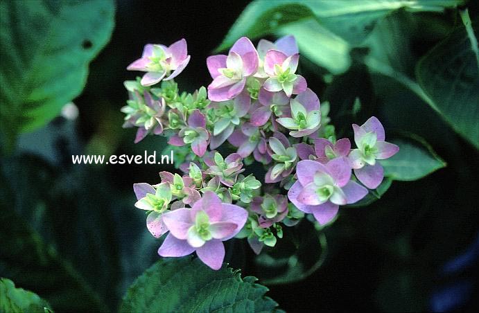 Hydrangea macrophylla 'Youmenine' (ROMANCE)
