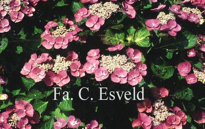 Hydrangea macrophylla 'Zaunkoenig'