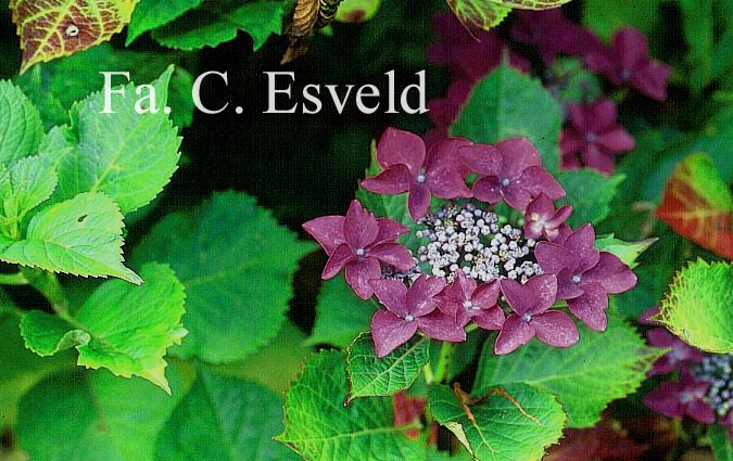 Hydrangea macrophylla 'Zeisig'