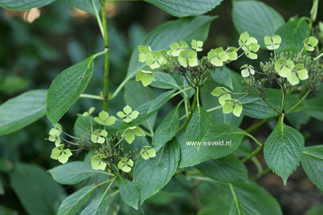 Hydrangea macrophylla var. normalis
