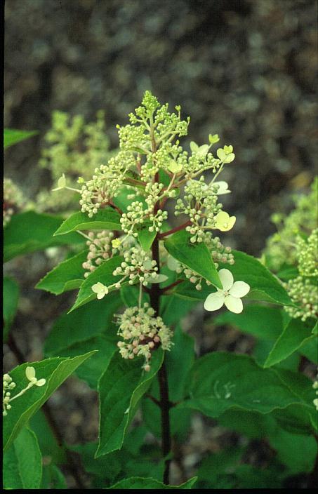Hydrangea paniculata 'Big Ben'