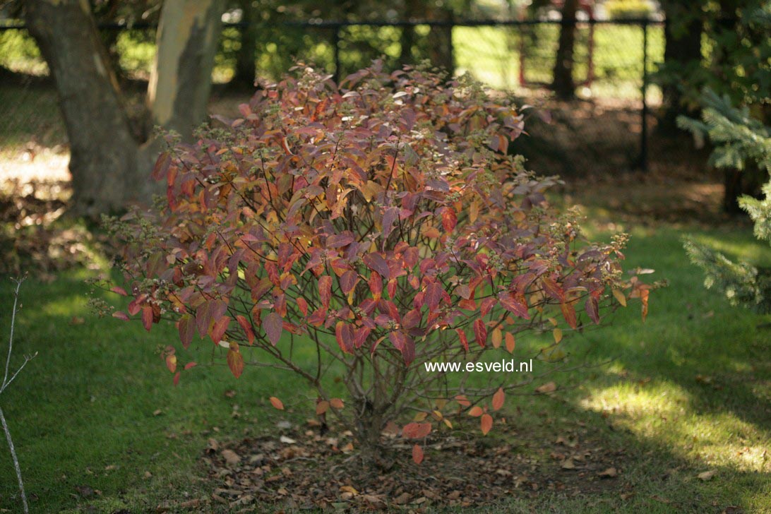 Hydrangea paniculata 'Bobo'
