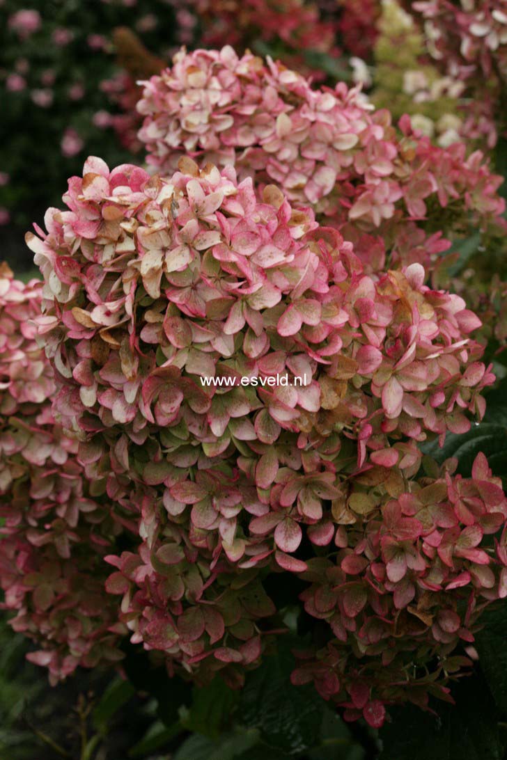 Hydrangea paniculata 'Bokraflame' (MAGICAL CANDLE)