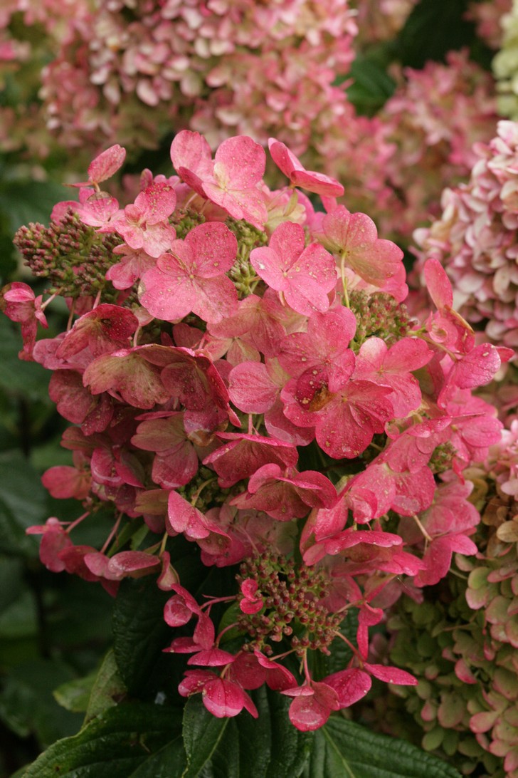 Hydrangea paniculata 'Bokraplume' (MAGICAL FIRE)