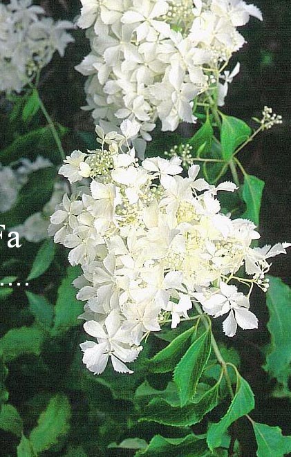 Hydrangea paniculata 'Bridal Veil'
