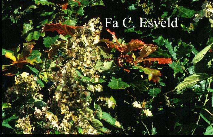 Hydrangea paniculata 'Burgundy Lace'