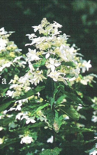 Hydrangea paniculata 'Degudo'