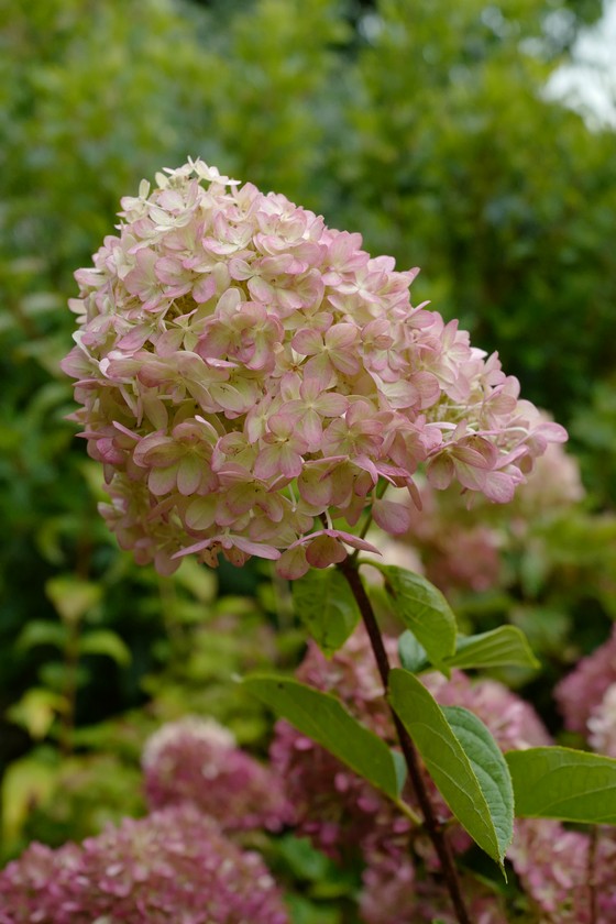 Hydrangea paniculata 'Jane' (LITTLE LIME)