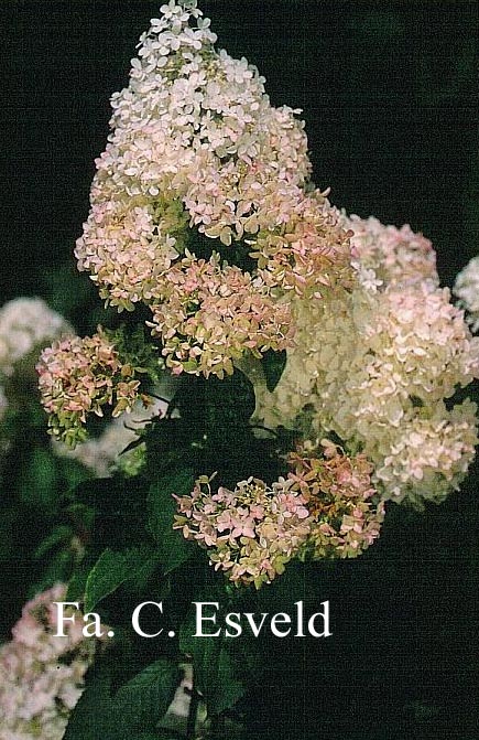 Hydrangea paniculata 'Lammetje'