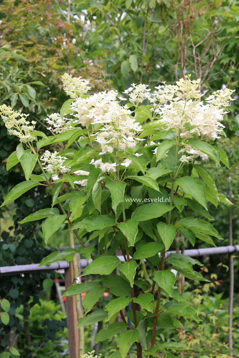 Hydrangea paniculata 'Marie Louise'