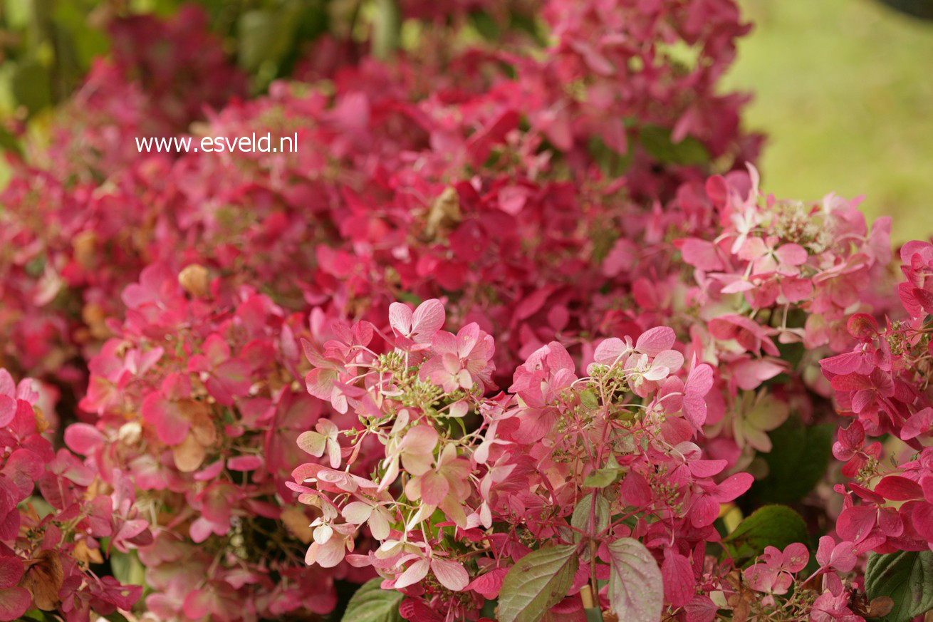 Hydrangea paniculata 'Rendia' (DIAMOND ROUGE)