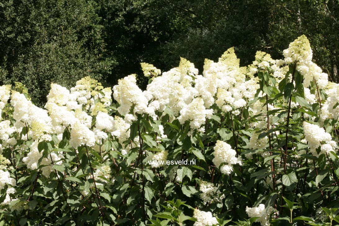 Hydrangea paniculata 'Renhy' (VANILLE FRAISE)