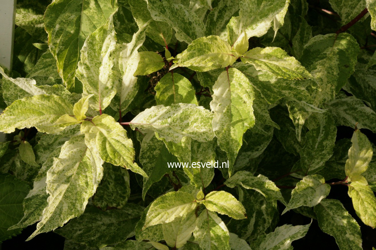 Hydrangea paniculata 'Shikoku Flash'