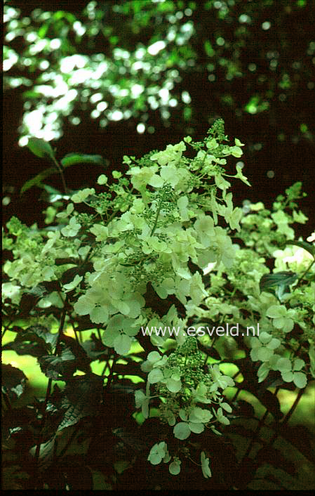 Hydrangea paniculata 'White Lady'
