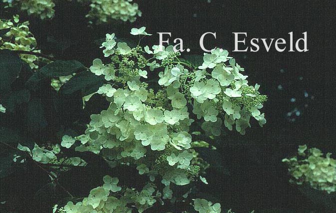 Hydrangea paniculata 'White Moth'