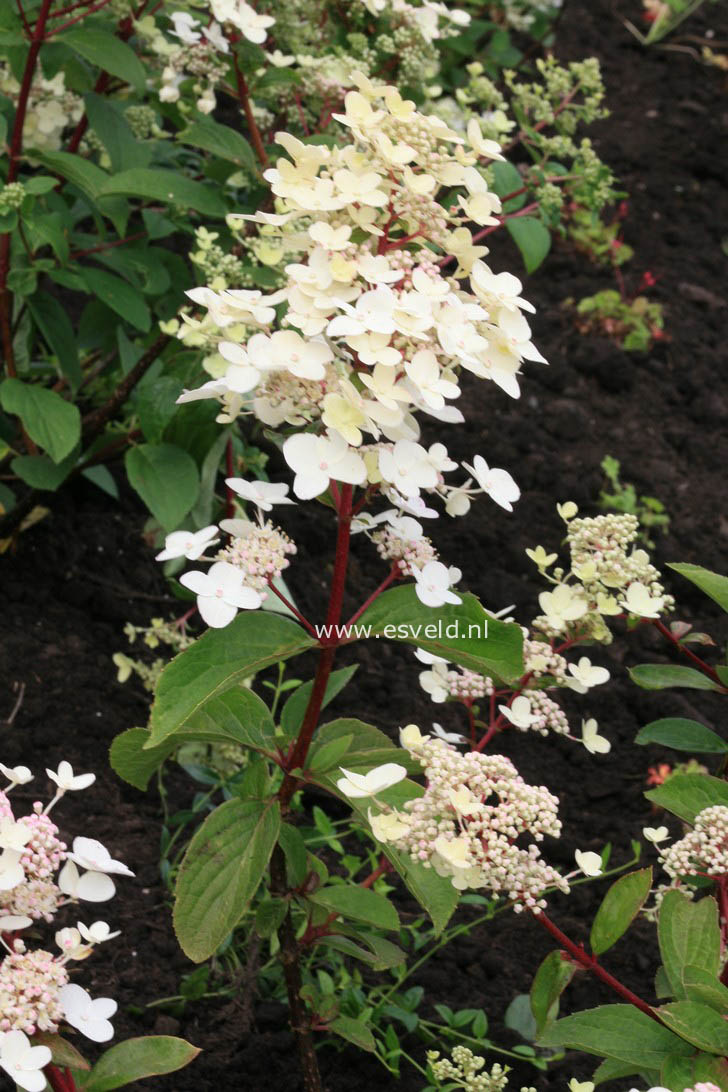 Hydrangea paniculata 'Wim's Red'