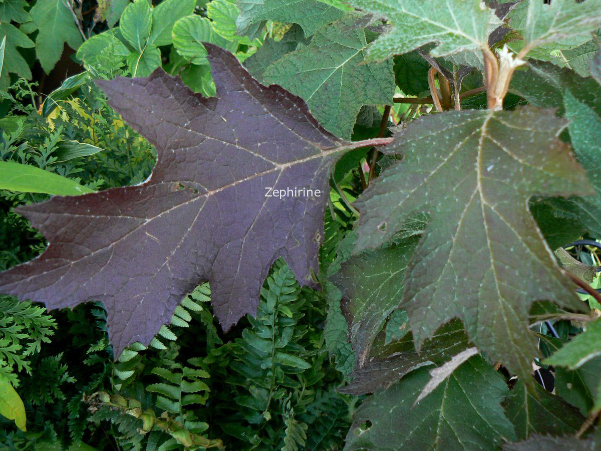 Hydrangea quercifolia 'Haopr010' (ICE CRYSTAL)