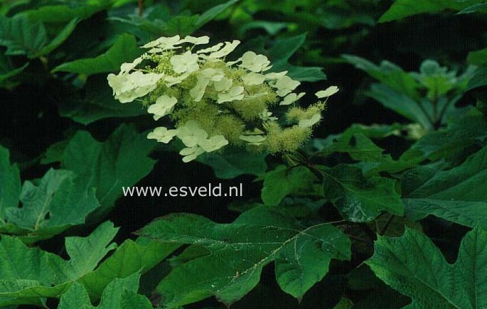 Hydrangea quercifolia 'John Wayne'