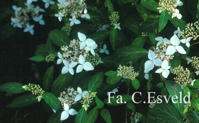 Hydrangea scandens 'Small Form'