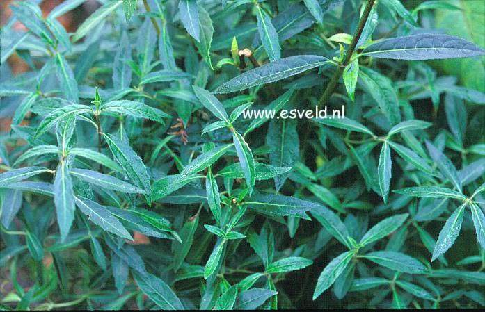 Hydrangea scandens chinensis f. formosana