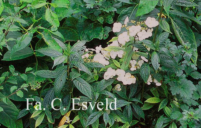Hydrangea scandens chinensis f. obovatifolia
