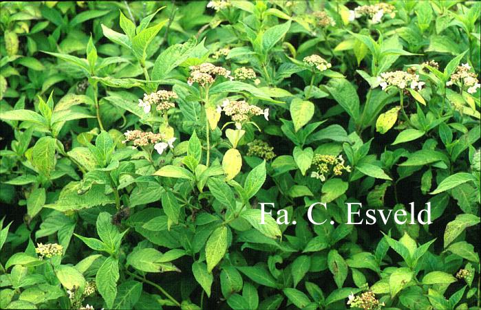 Hydrangea scandens chinensis