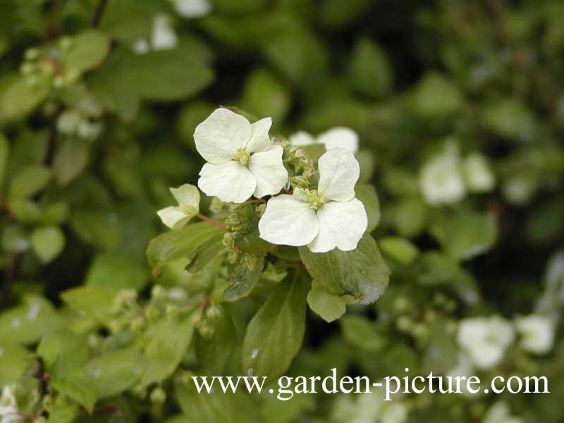 Hydrangea scandens liukiuensis