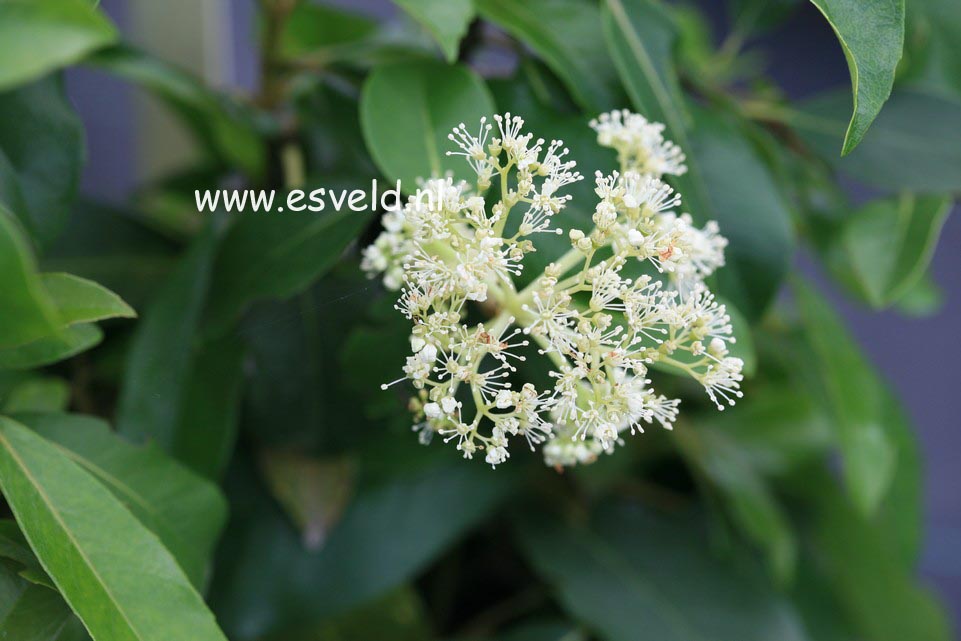Hydrangea seemannii x serratifolia