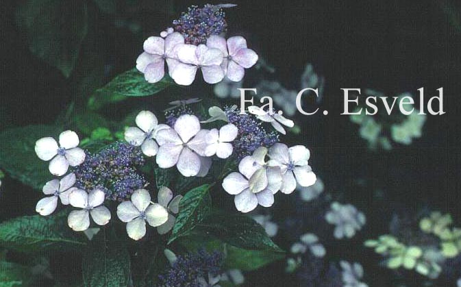 Hydrangea serrata 'Ai-gaku'