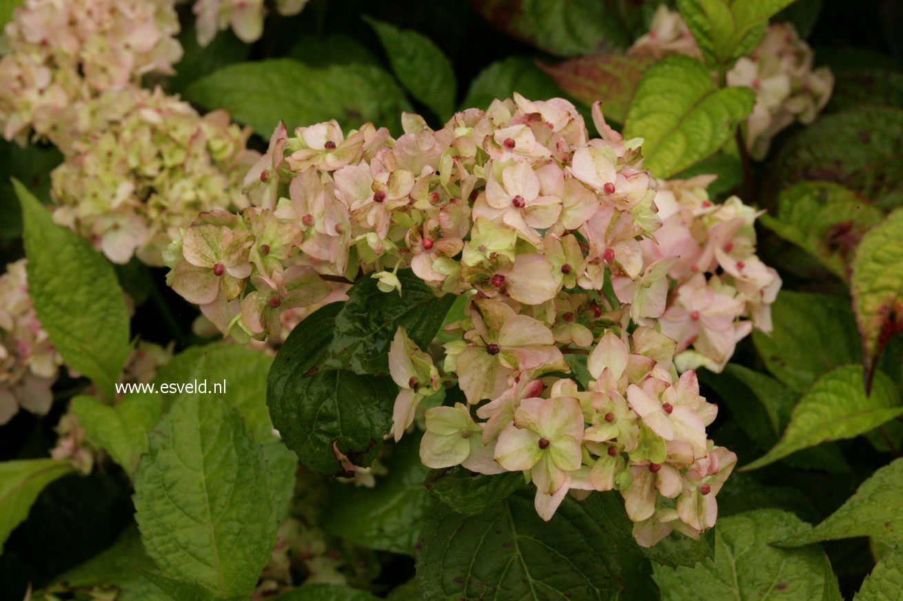 Hydrangea serrata 'Akishino-temari'