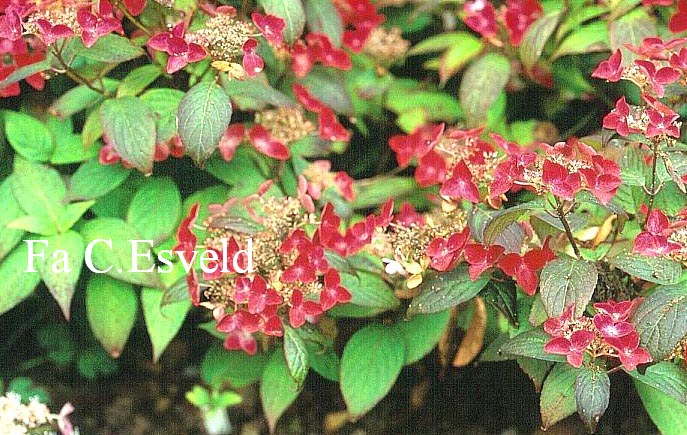 Hydrangea serrata 'Beni-yama'