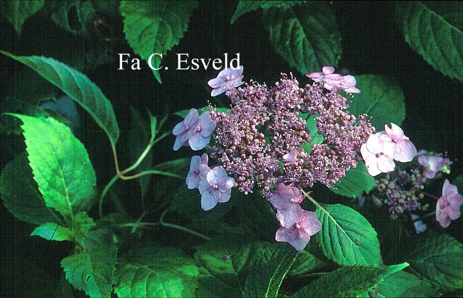 Hydrangea serrata 'Blue Billow'