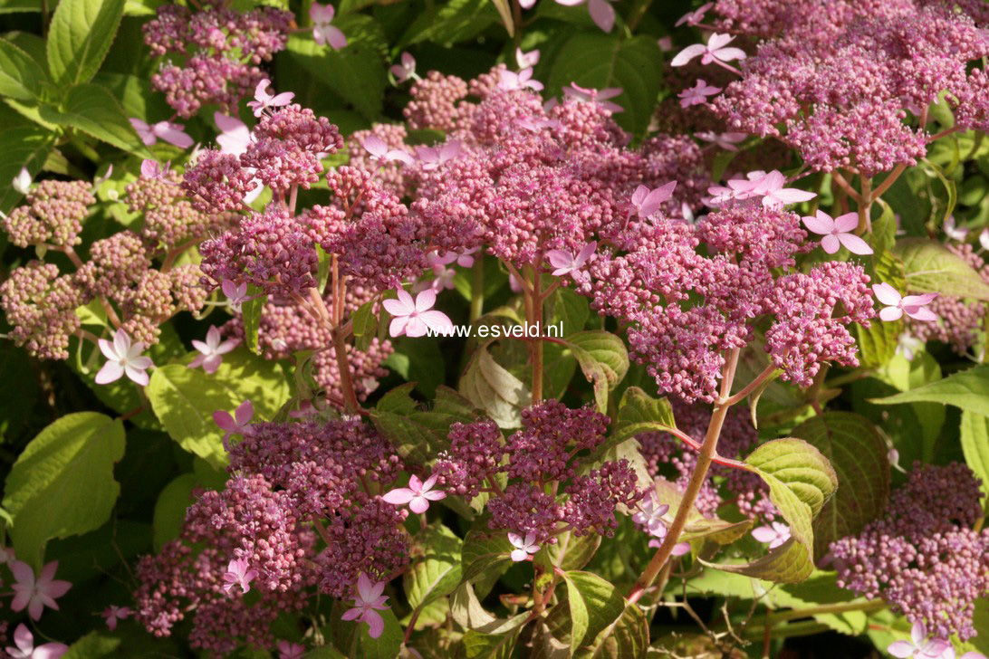 Hydrangea serrata 'Crug Cobalt'
