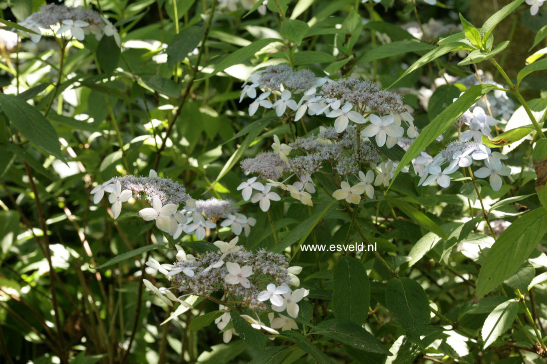 Hydrangea serrata 'Diadem'