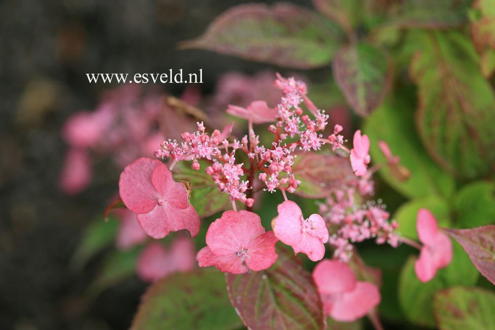 Hydrangea serrata 'Dolmyf' (AVELROZ)