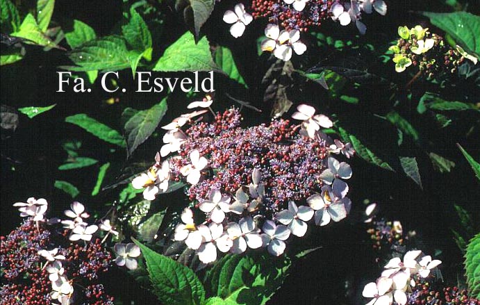 Hydrangea serrata 'Isusai-jaku'