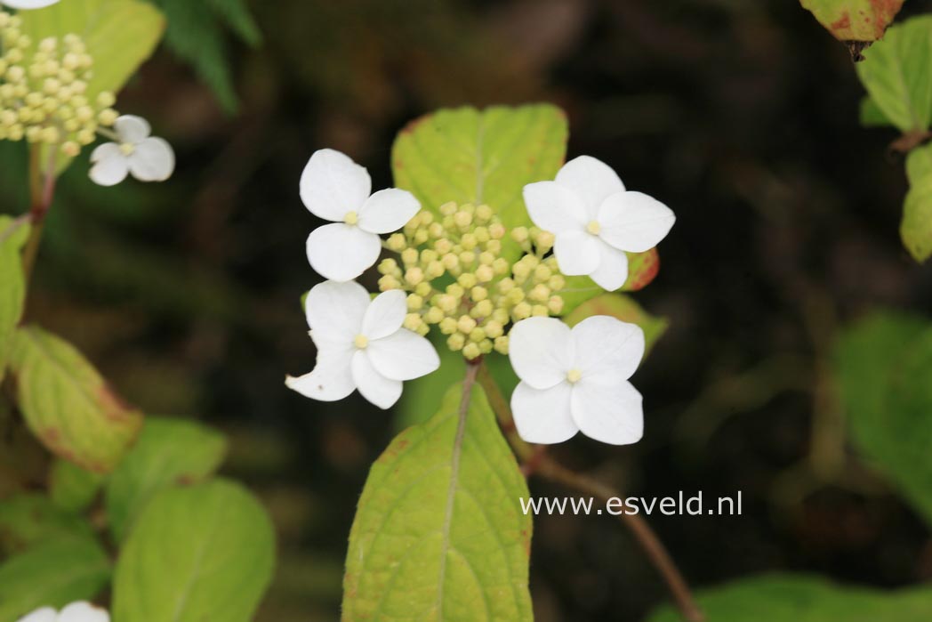 Hydrangea serrata 'Janis Joplin'
