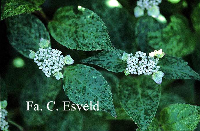 Hydrangea serrata 'Kokonoe-yama'