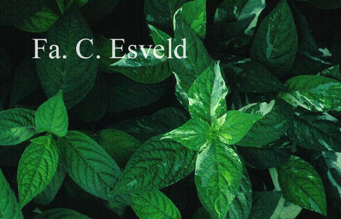 Hydrangea serrata 'Matsu-hime-nishiki'