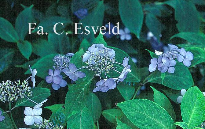 Hydrangea serrata 'Miranda'