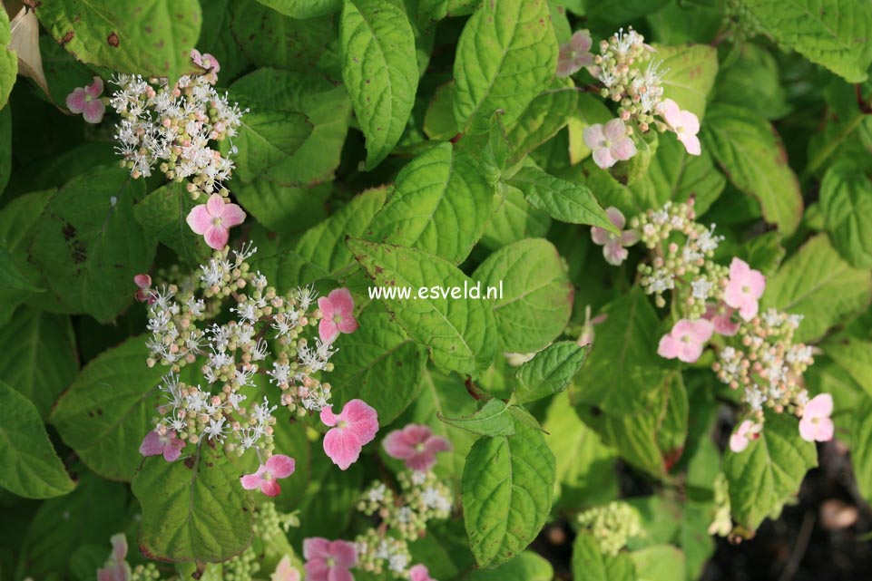 Hydrangea serrata 'Momoiro-yama-ajisai'