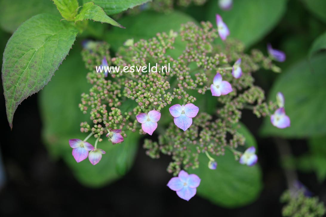 Hydrangea serrata 'Niji'