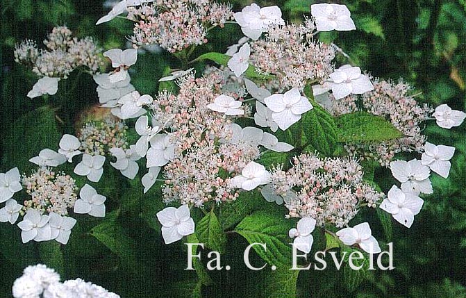 Hydrangea serrata 'Oto-hime'