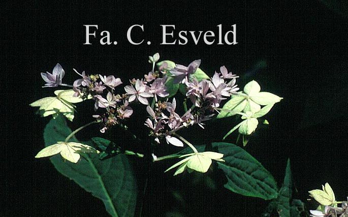 Hydrangea serrata 'Prolifera'