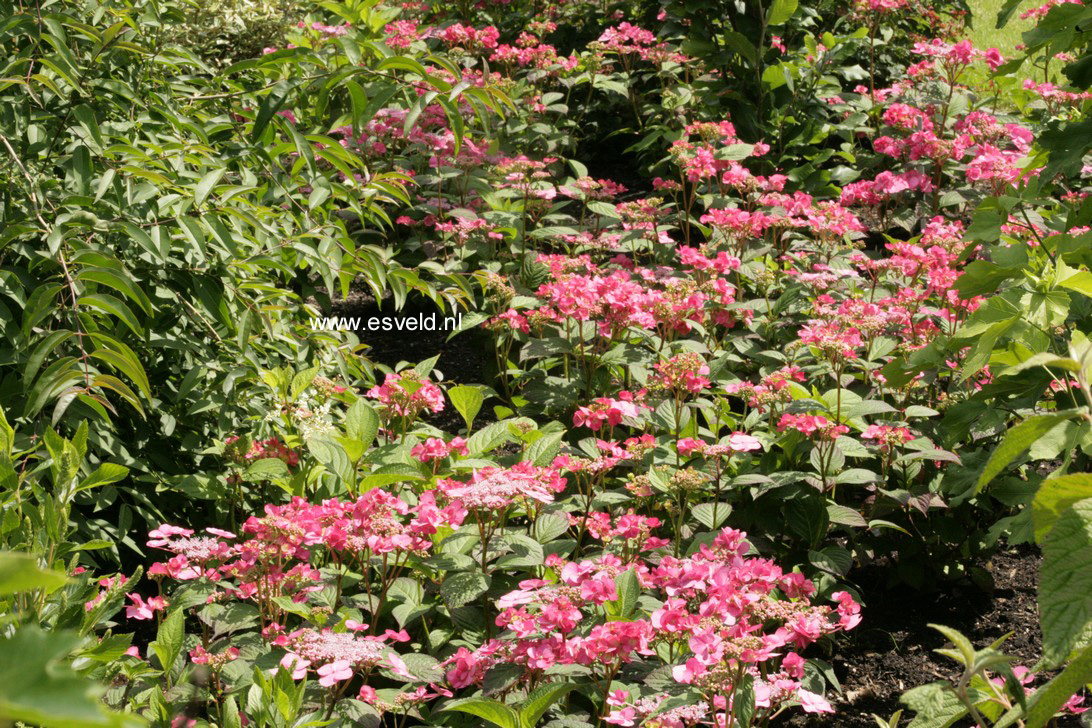 Hydrangea serrata 'Santiago'